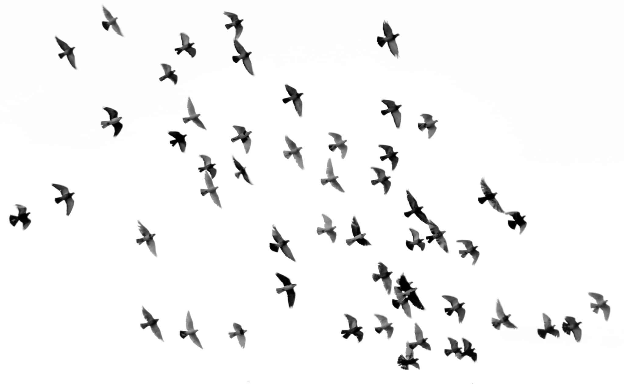 Featured image for “Vogel tegen het raam gevlogen”