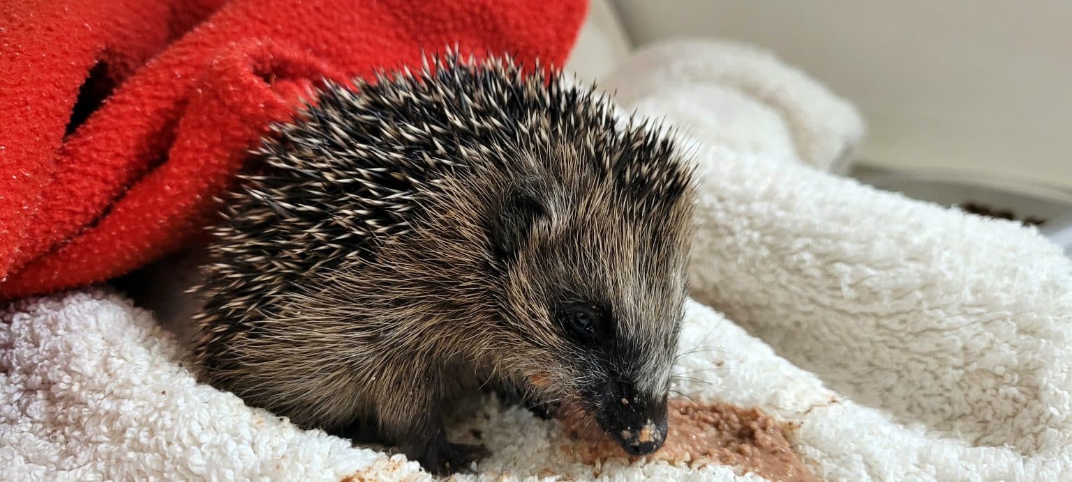 Jonge egels de winter door helpen • Avolare