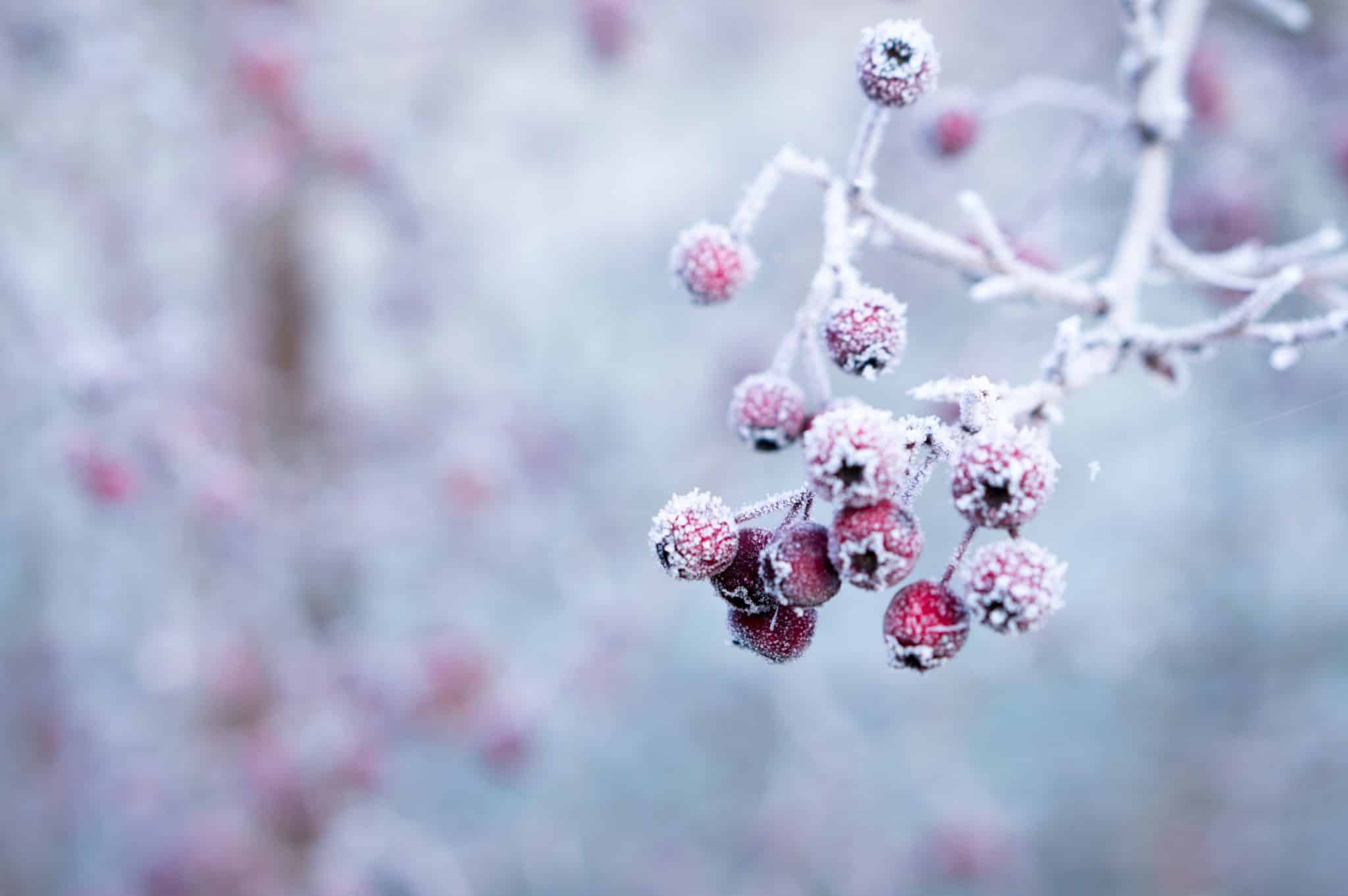 Featured image for “Vogels voeren in de winter”